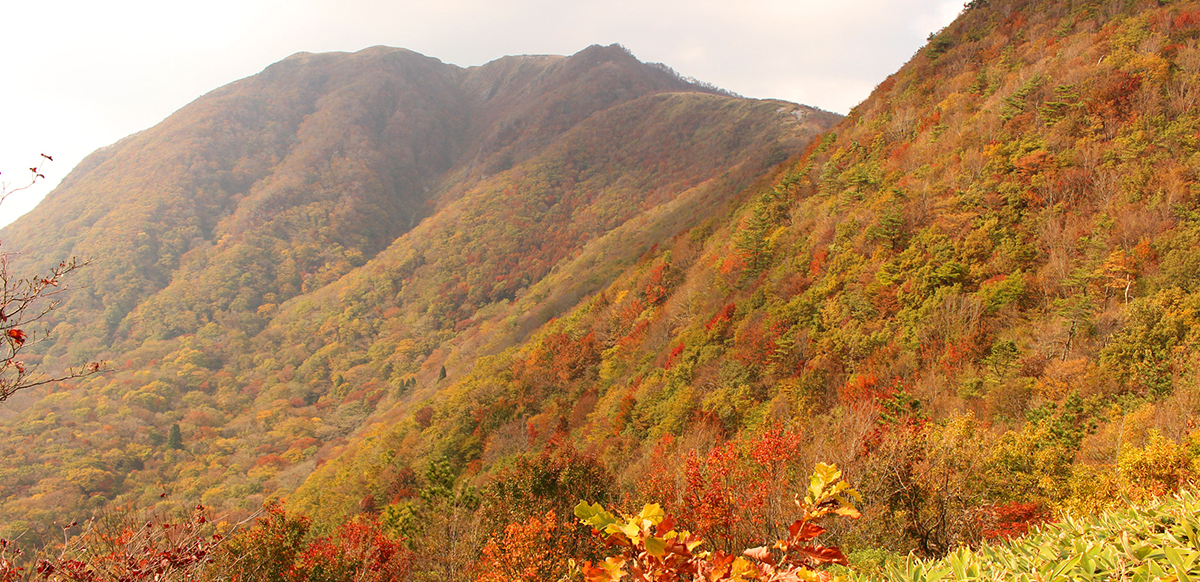 三瓶の紅葉