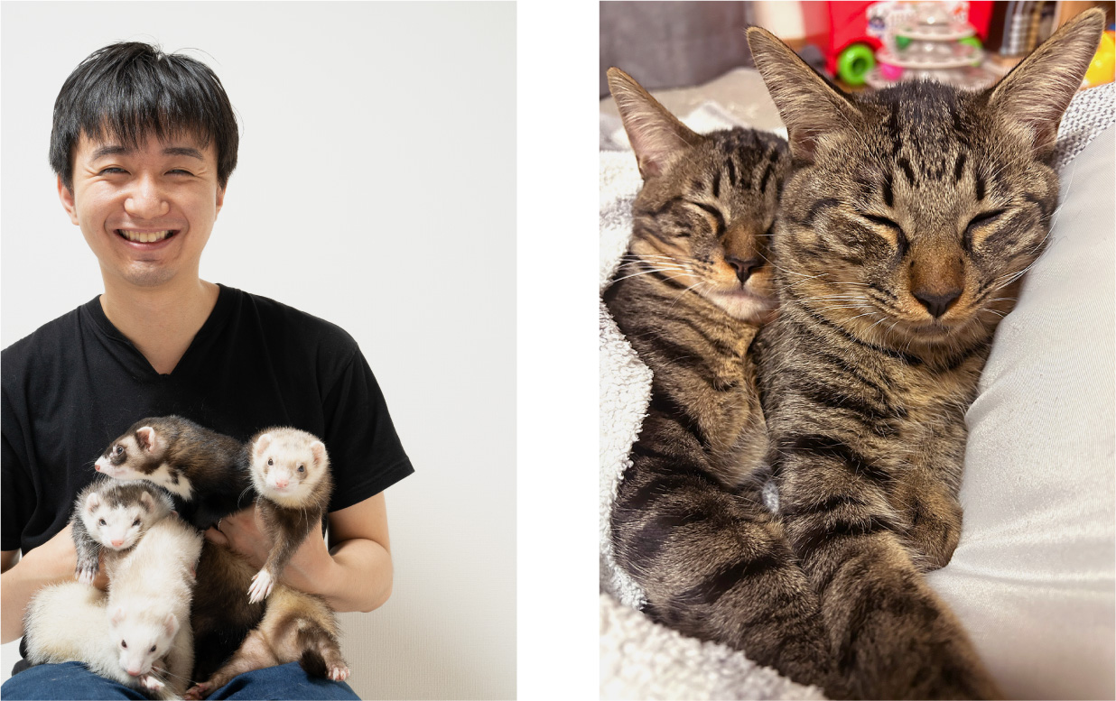 フェレットと猫